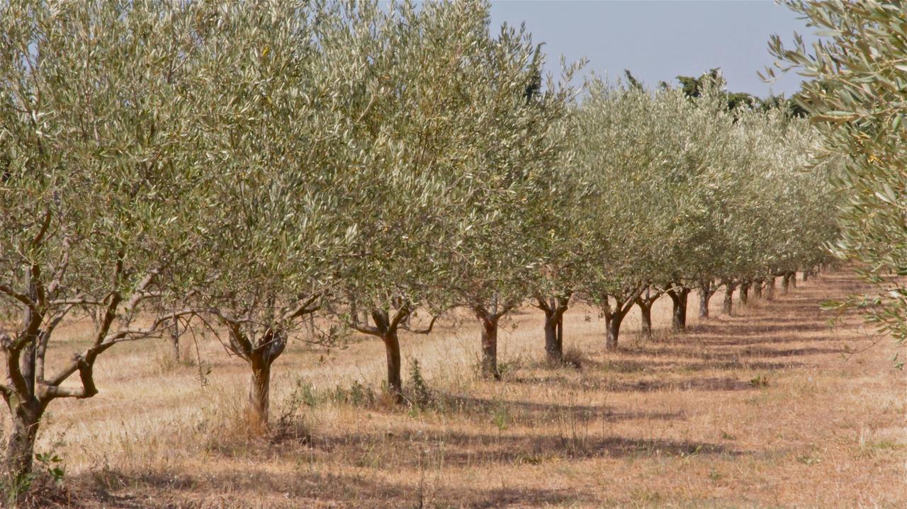 Mas Des Figues - Mas Xviiie - Ouvert 01 Mai Au 30 Septembre 2025 - Piscine Tres Calme - Alpilles Saint Remy De Provence - Cuisine Faite Maison Brunch Mediterraneen - Certifie Biologique Frbio10 Potager Huile D'Olive Bio Roseraie Biodiversite Agritour Buitenkant foto