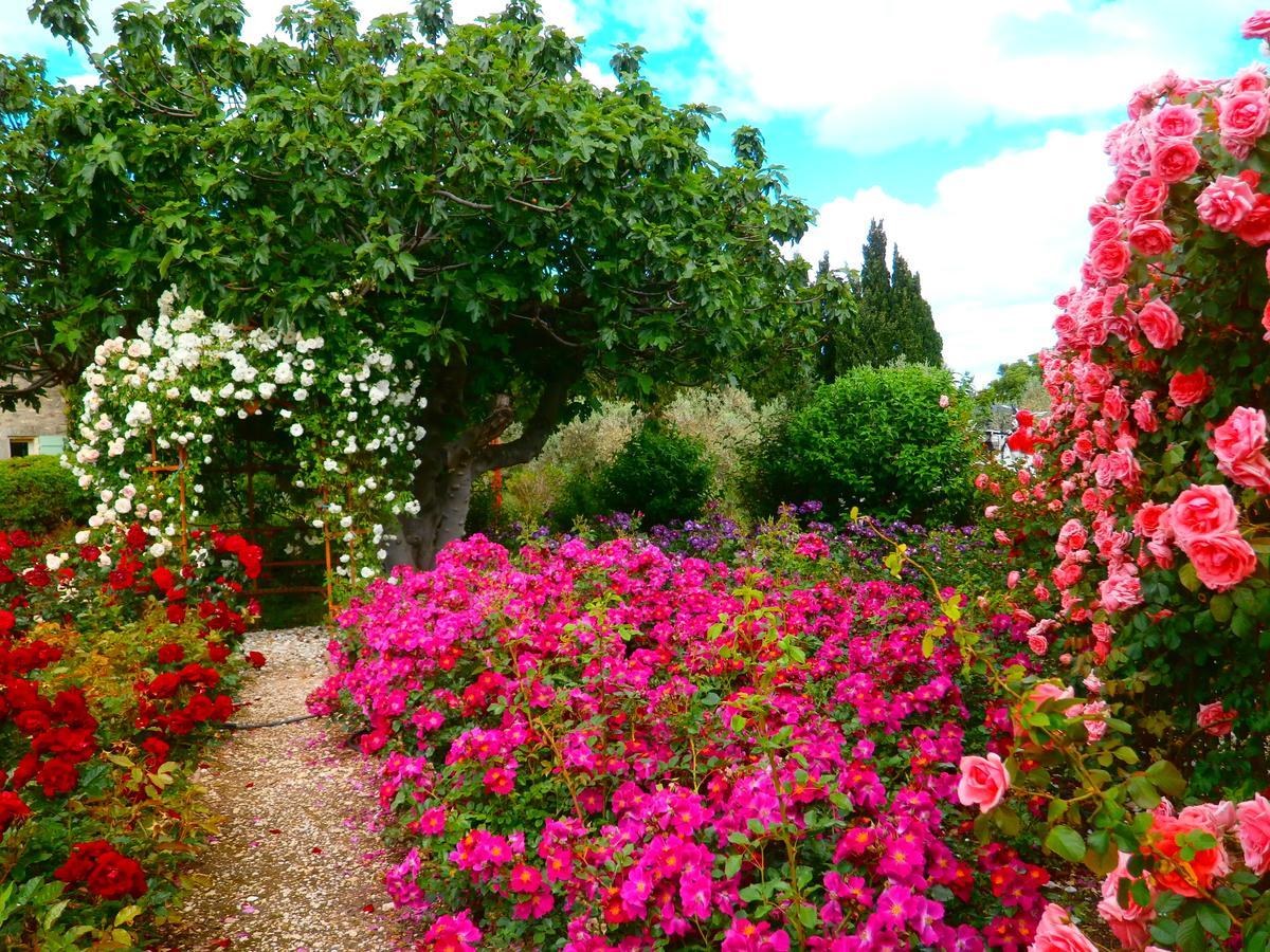 Mas Des Figues - Mas Xviiie - Ouvert 01 Mai Au 30 Septembre 2025 - Piscine Tres Calme - Alpilles Saint Remy De Provence - Cuisine Faite Maison Brunch Mediterraneen - Certifie Biologique Frbio10 Potager Huile D'Olive Bio Roseraie Biodiversite Agritour Buitenkant foto